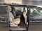 2020 Toyota Sienna XLE 7 Passenger